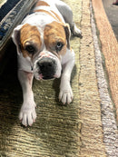 Soban (Multiple Sizes) Handwoven Aqua Jute Soumak Rug | Banana Manor Rug Company